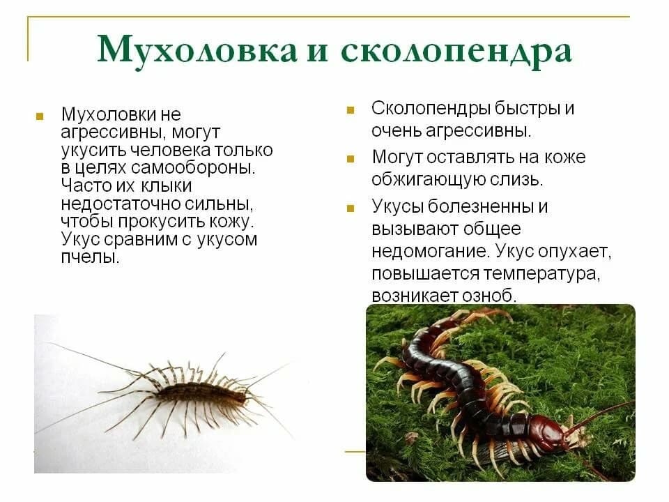 Специалисты СЭС. Уничтожения клопов. Дезинсекция. Дезинсекция.Дератизация ROS-DEZ