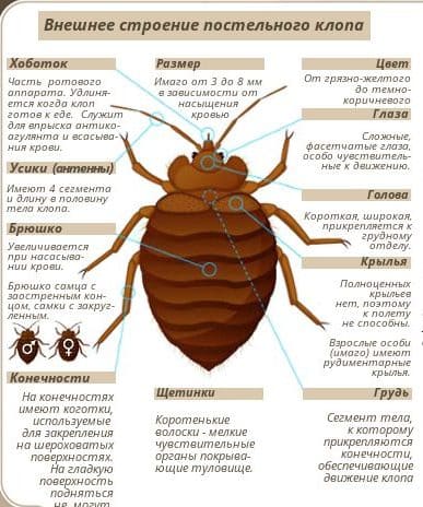Оказываем услуги дезинсекции. Уничтожение постельных клопов. Работа по СанПин. Клопы, тараканы. ROS-DEZ Уничтожение насекомых. Уничтожения тараканов. Акарицидная обработка. Насекомые.Грызуны. ROS-DEZ