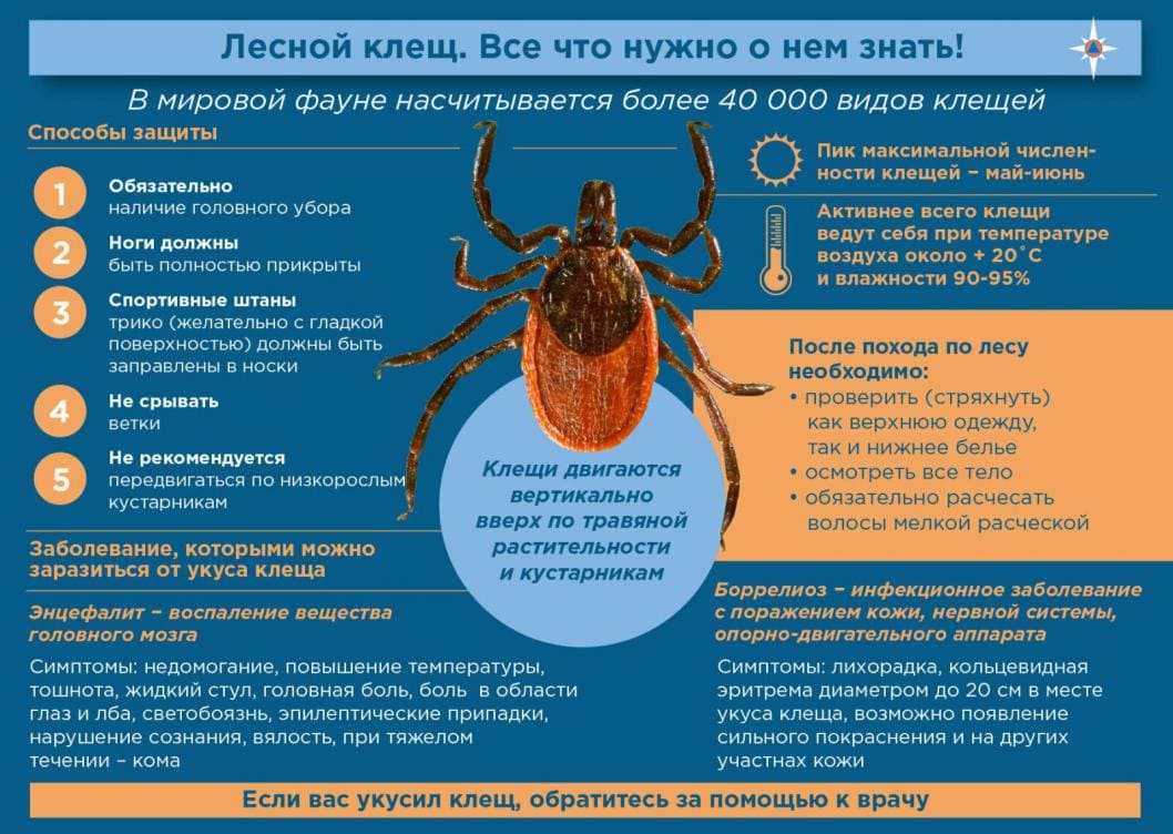 Уничтожить клещей профессиональное уничтожение - Заказать акарицидную обработку дачного участка - Безопасные методы обработки от пылевых и чесоточного клеща Уничтожить клещей профессиональное уничтожение - Заказать акарицидную обработку дачного участка - Безопасные методы обработки от пылевых и чесоточного клеща