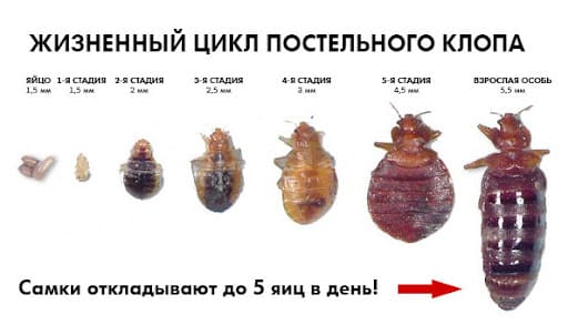 Вызвать СЭС. Уничтожение постельных клопов. Дератизация. Санитарная обработка помещений ROS-DEZ