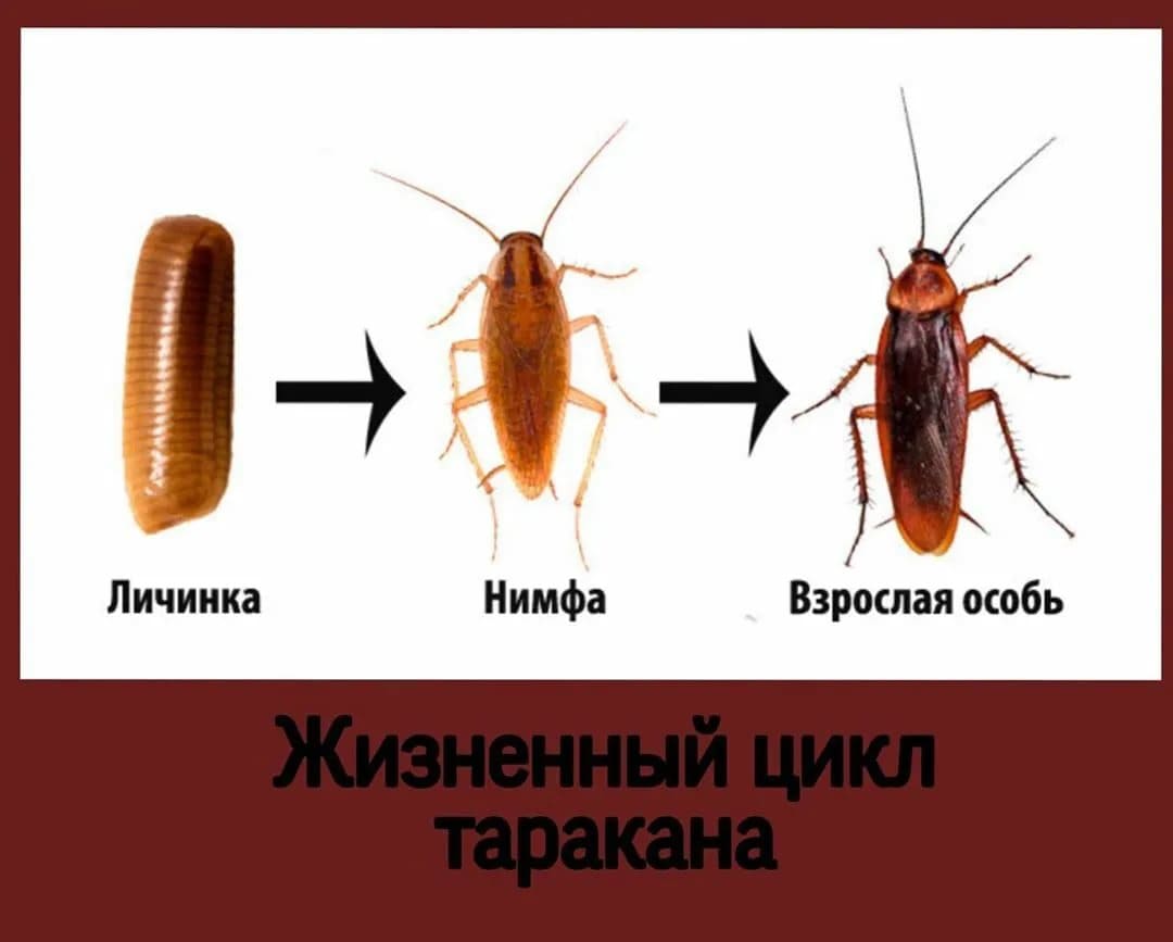 Специализированная служба уничтожения тараканов - Служба по уничтожению тараканов в квартире - СЭС Бологое тараканы