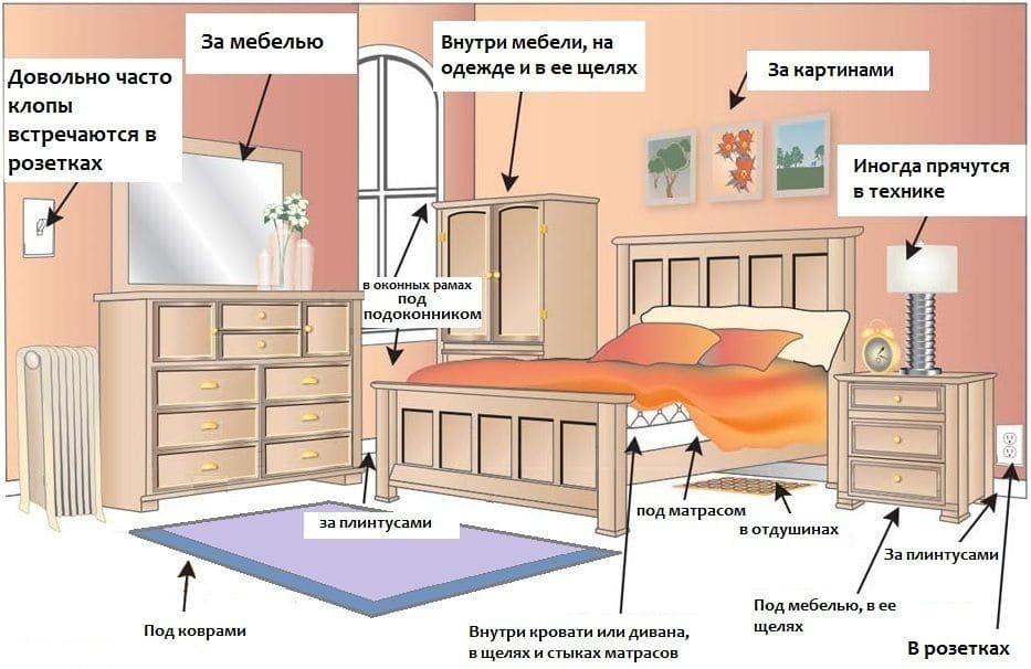 Вызов СЭС Бологое официальный сайт - Бологое уничтожение клопов в Бологом и Московской области - В Бологом обработка от клопов