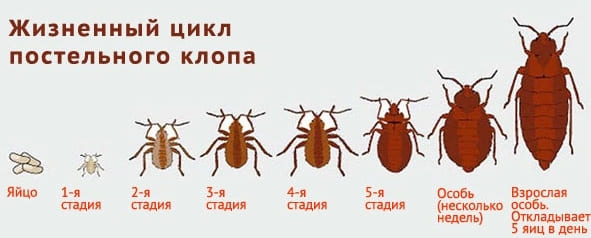 Уничтожение грызунов. Услугу дезинсекции. Дезинфекция. Дезинсекция.Дератизация ROS-DEZ