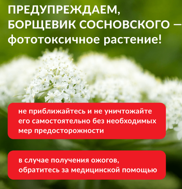 Удаление борщевика в Московской области - Борьба с борщевиком в Карпушихе и области - Уничтожение борщевика цена в Московской области