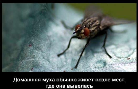 Служба по уничтожению мух в Карпушихе - Уничтожение мух борьба по выгодным ценам - Уничтожение мух в квартирах Служба по уничтожению мух в Карпушихе - Уничтожение мух борьба по выгодным ценам - Уничтожение мух в квартирах