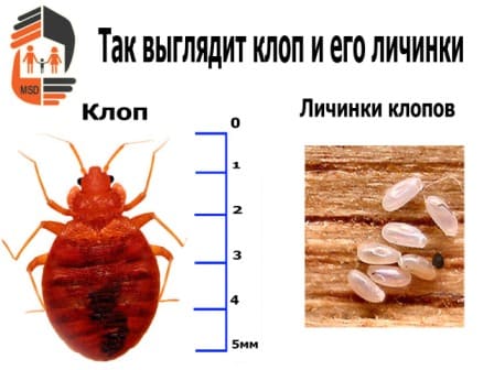 Профессиональные услуги дезинсекции. Уничтожения крыс. Дератизация. Клопы, тараканы. ROS-DEZ