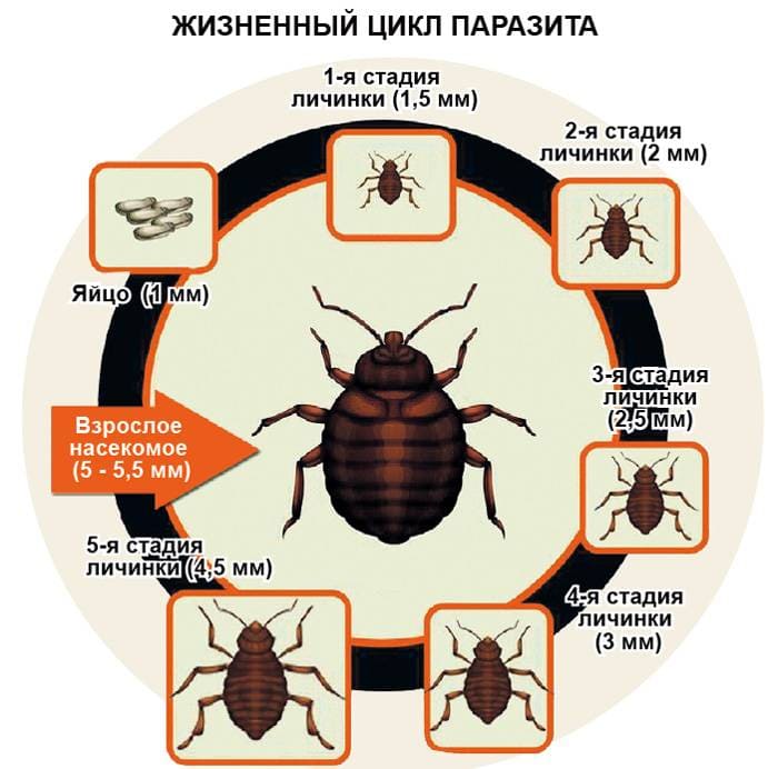 Обработка от клопов горячим туманом и холодным туманом - Горячий и холодный туман от клопов в Купелицах - Генератор холодного и горячего тумана от клопов