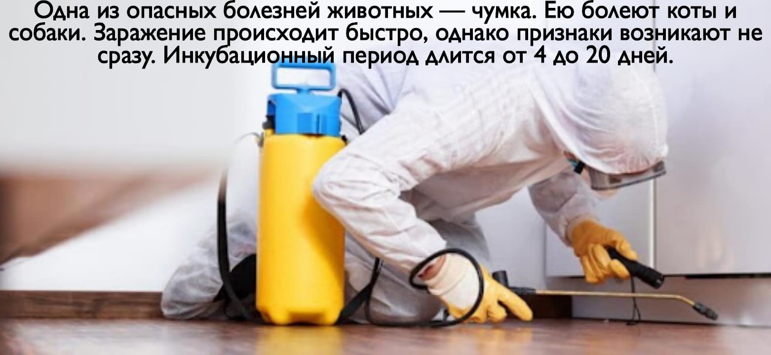 Профессиональные услуги дезинсекции. Уничтожения тараканов. Дезинсекция. Клопы, тараканы. ROS-DEZ Профессиональные услуги дезинсекции. Уничтожения тараканов. Работа по СанПин. Насекомые.Грызуны. ROS-DEZ