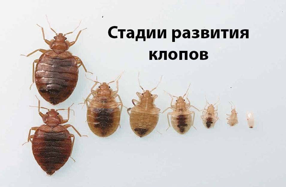 Санэпидемстанция в Лаврентьево обработка от клопов с гарантией уничтожение клопов - Услуги по уничтожению клопов в Лаврентьево цены - Клопы травить служба