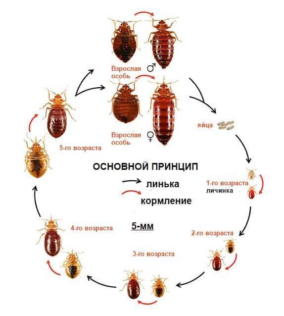 Уничтожение грызунов. Уничтожение постельных клопов. Дезинсекция. Клопы,муравьи, насекомые ROS-DEZ