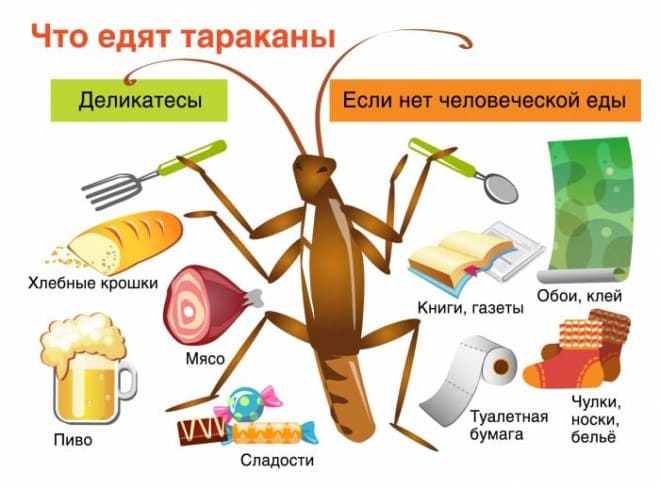 Как избавиться от тараканов в квартире раз и навсегда - как избавиться от тараканов навсегда в квартире в домашних условиях - Чем выводить домашних тараканов