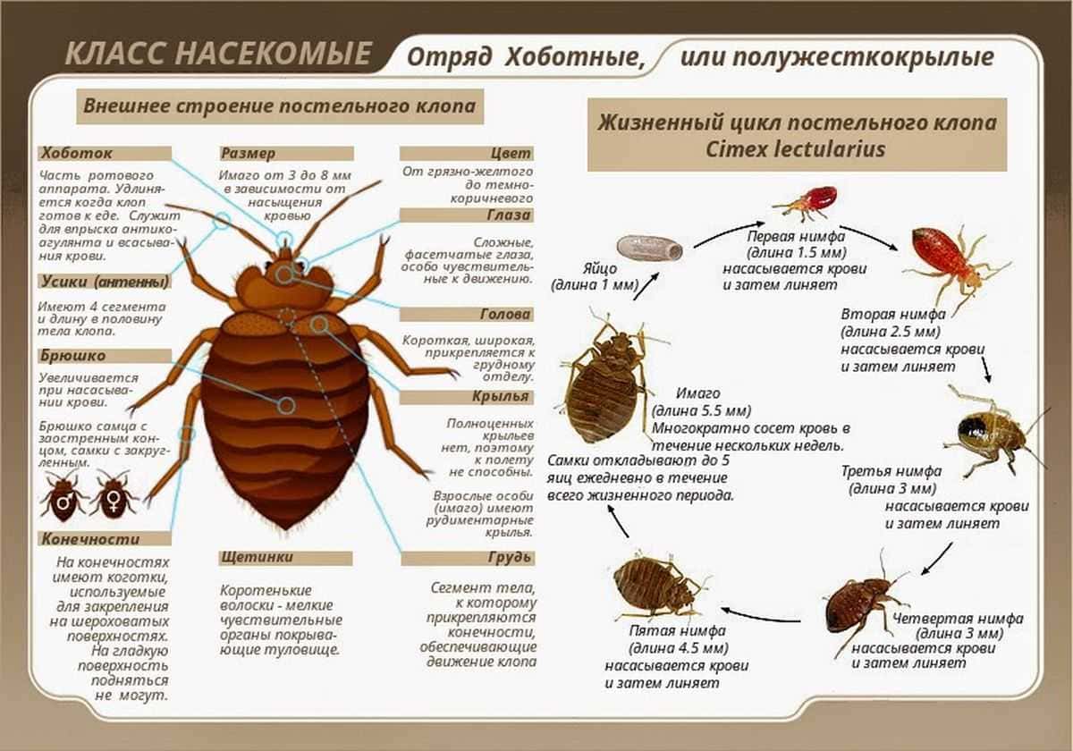 Вызвать СЭС. Уничтожения вредителей. Дезинфекция. Санитарная обработка помещений ROS-DEZ