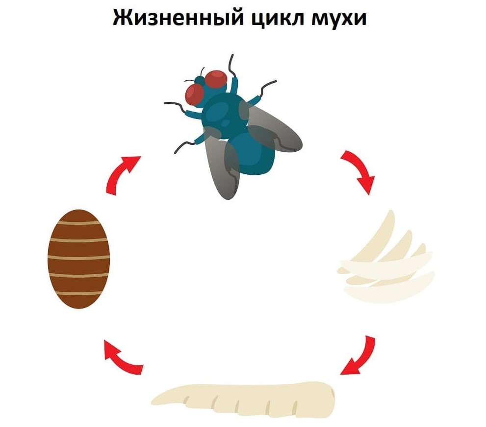 уничтожение мух в Окской и Московской области - Уничтожение мух в квартире - Дезинфекции дезинсекции и дератизации уничтожение мух в Окской и Московской области - Уничтожение мух в квартире - Дезинфекции дезинсекции и дератизации