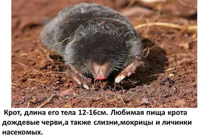 Уничтожение кротов на дачном участке цена - Цены на уничтожение кротов в Шахматово и Московской области - Заказать уничтожение кротов на дачном участке цены Уничтожение кротов на дачном участке цена - Цены на уничтожение кротов в Шахматово и Московской области - Заказать уничтожение кротов на дачном участке цены