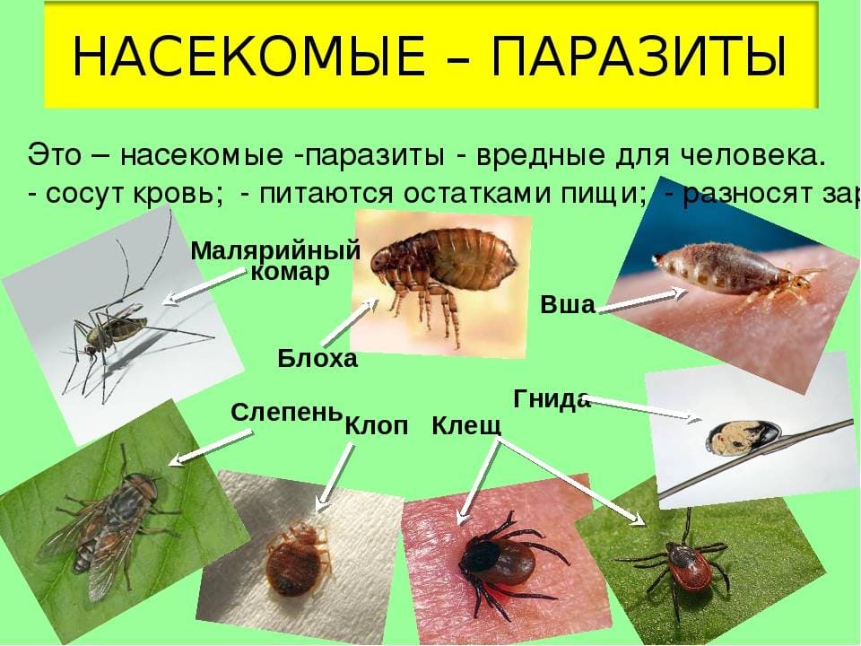 Служба дезинфекции Шахматово официальный сайт санэпидемстанции - Санитарная служба по уничтожению насекомых санэпидемстанция Шахматово - Служба дезинсекции в Шахматово уничтожение насекомых в квартире