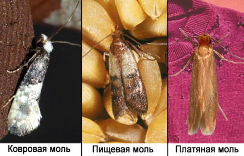 От моли в Сущево услуги холодного и горячего тумана - Служба по уничтожению моли - Услуги по обработке помещений от моли От моли в Сущево услуги холодного и горячего тумана - Служба по уничтожению моли - Услуги по обработке помещений от моли