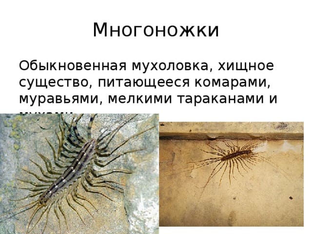 Уничтожение грызунов. Услугу дезинсекции. Дезинфекция. Клопы,муравьи, насекомые ROS-DEZ Уничтожение грызунов. Истребление насекомых. Дезинфекция. Дезинсекция.Дератизация ROS-DEZ