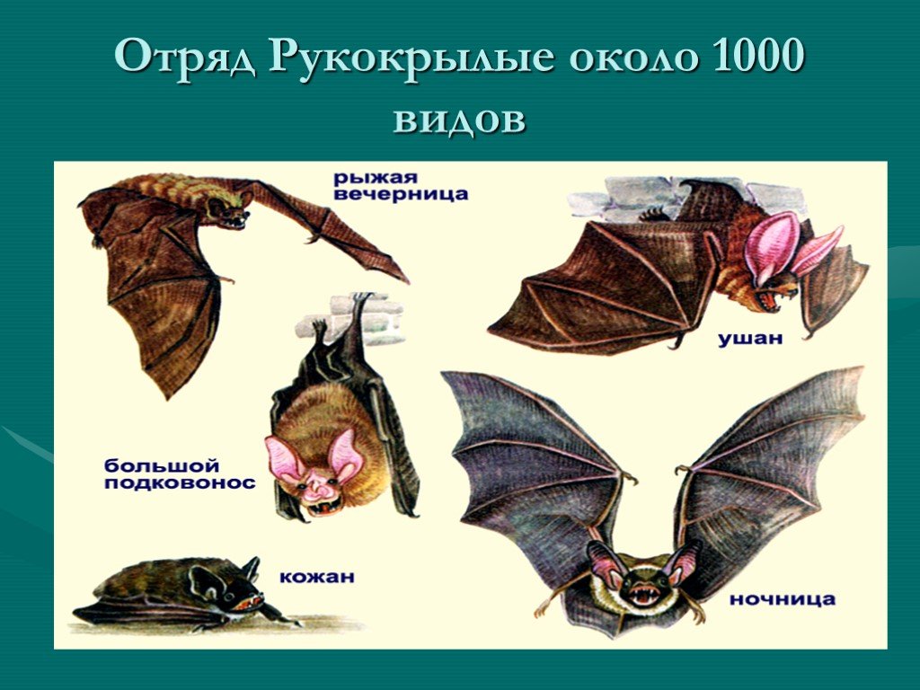 Обработка помещений. Уничтожения клопов. Дератизация. Клопы,муравьи, насекомые ROS-DEZ