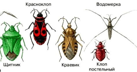 Уничтожение клопов. Услугу дезинсекции. Санитарная обработка. Дезинсекция.Дератизация ROS-DEZ Сайт санэпидемстанции. Уничтожения крыс. Противоклещевая обработка. Насекомые.Грызуны. ROS-DEZ