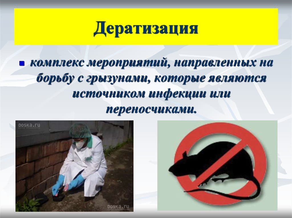 Проведение дератизации в Тюмени крыс мышей по выгодной цене - Цены на дератизацию мышей в Тюмени – Санитарно эпидемиологические услуги в Тюмени услуги дератизации помещений Проведение дератизации в Тюмени крыс мышей по выгодной цене - Цены на дератизацию мышей в Тюмени – Санитарно эпидемиологические услуги в Тюмени услуги дератизации помещений