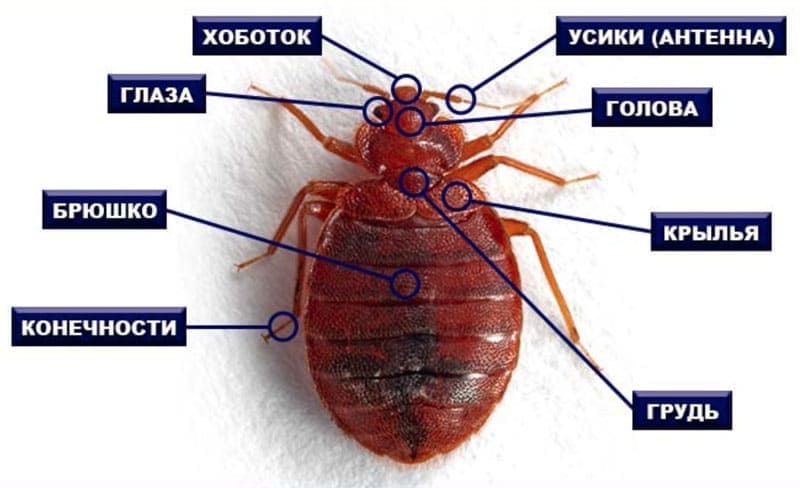 Дезинфекция от тараканов и клопов Тюмень - Санэпидемстанция официальный сайт - Уничтожение клопов в квартире в Тюмени дезинсекция
