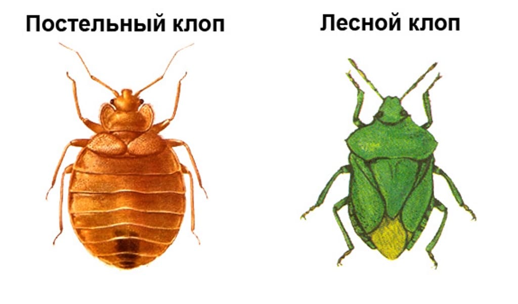 Уничтожение клопов в Тюмени цены - Клопы домашние уничтожение цена Тюмень - Клопы постельные дезинфекция цена в Тюмени и Московской области