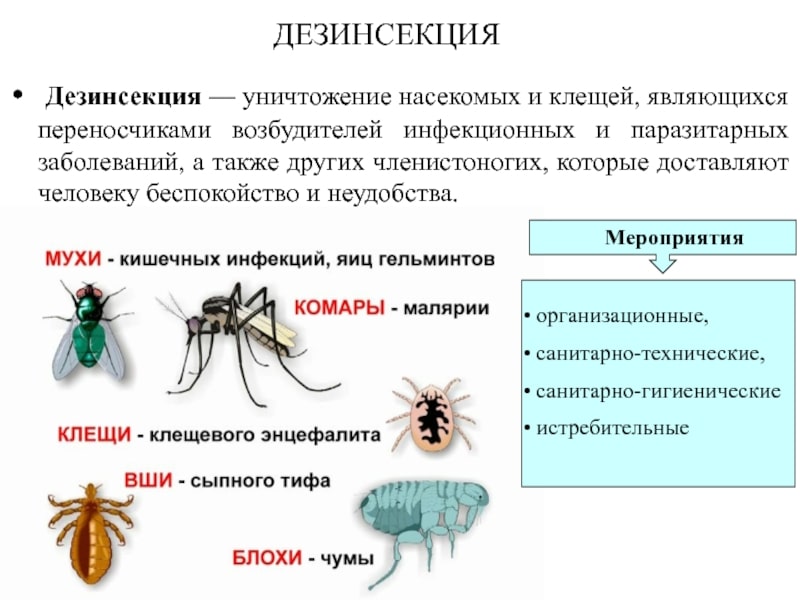 Уничтожение насекомых. Уничтожения крыс. Работа по СанПин. Клопы, тараканы. ROS-DEZ Специалисты СЭС. Уничтожить насекомых. Дератизация. Санитарная обработка помещений ROS-DEZ