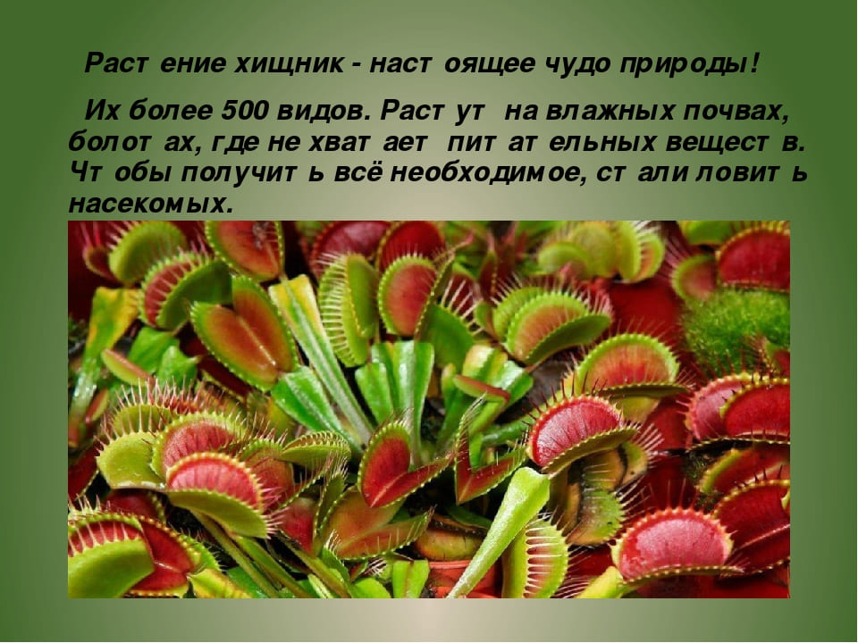 Сотрудников СЭС. Услугу дезинсекции. Демеркуризация. Клещи, блохи, тараканы, клопы ROS-DEZ Специалисты СЭС. Уничтожения вредителей. Акарицидная обработка. Санитарная обработка помещений ROS-DEZ