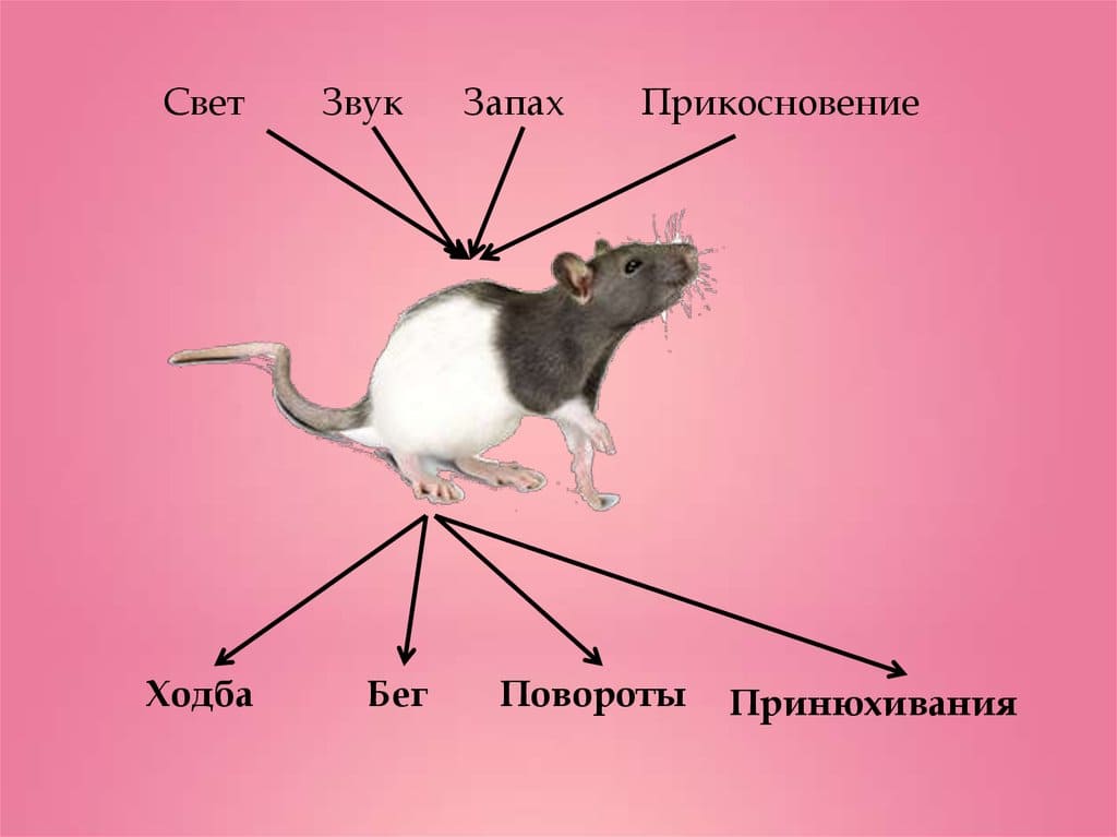 Санитарно-эпидемиологическая служба. Уничтожения грызунов. Акарицидная обработка. Дезинсекция.Дератизация ROS-DEZ