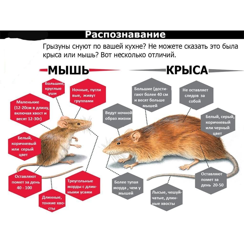 В Тюмени служба уничтожения крыс мышей любых грызунов - Служба дератизации в Тюмени дератизация - Дезинфекция дезинфекция дератизация от крыс проводится в Московской области уничтожение грызунов В Тюмени служба уничтожения крыс мышей любых грызунов - Служба дератизации в Тюмени дератизация - Дезинфекция дезинфекция дератизация от крыс проводится в Московской области уничтожение грызунов