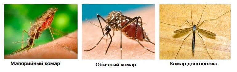 Услуги по уничтожению комаров на дачном участке в Тюмени и Московской области - Профессиональное уничтожение комаров на участке - Дезинсекция комаров и клещей Услуги по уничтожению комаров на дачном участке в Тюмени и Московской области - Профессиональное уничтожение комаров на участке - Дезинсекция комаров и клещей