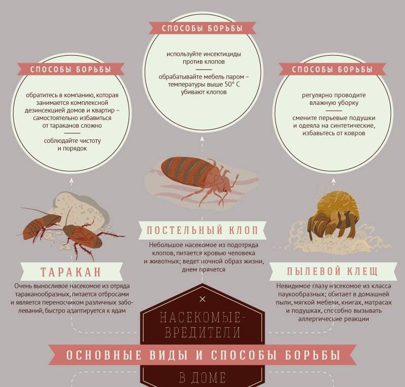 Гарантированное уничтожение насекомых и грызунов в Тюмени дезинсекция - Центр дезинфекции в Тюмени услуги выведения насекомых дезинсекция - Полное истребление насекомых уничтожение насекомых в Тюмени цена