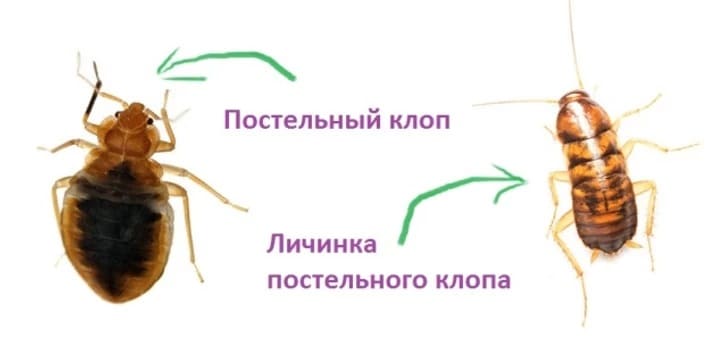 Вызвать СЭС. Уничтожить насекомых. Демеркуризация. Санитарная обработка помещений ROS-DEZ