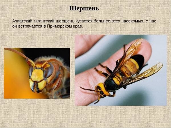 Работаем анонимно вблизи дома - Служба дезинсекции оказывает услуги по уничтожению шершней и гнезд шершней в Вднх - Профессиональное уничтожение шершней способы и средства Работаем анонимно вблизи дома - Служба дезинсекции оказывает услуги по уничтожению шершней и гнезд шершней в Вднх - Профессиональное уничтожение шершней способы и средства