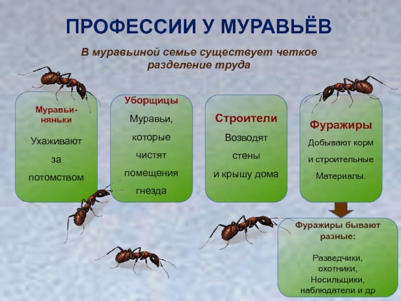 Сотрудников СЭС. Услугу дезинсекции. Дератизация. Насекомые.Грызуны. ROS-DEZ Профессиональные услуги дезинсекции. Истребление насекомых. Дезинфекция. Санитарная обработка помещений ROS-DEZ