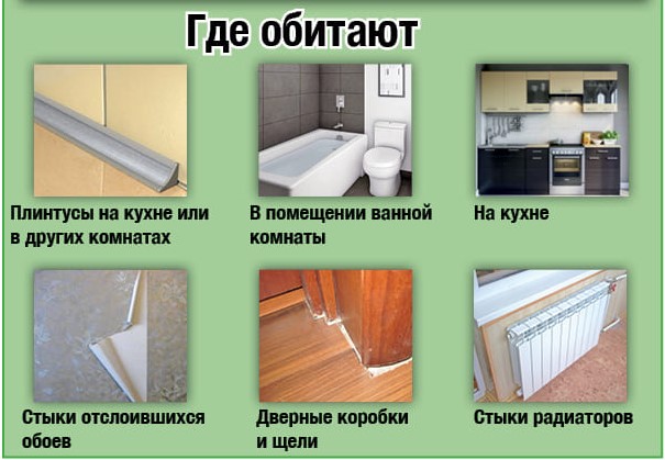 Тараканы вывести служба - Поморить тараканов в квартире - Поморить тараканов Тараканы вывести служба - Поморить тараканов в квартире - Поморить тараканов