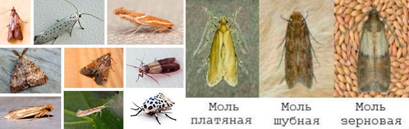 Причины появления моли в Высокое и Московской области - Уничтожение моли обработка в квартире и доме - Обработка квартир и помещений от моли Причины появления моли в Высокое и Московской области - Уничтожение моли обработка в квартире и доме - Обработка квартир и помещений от моли