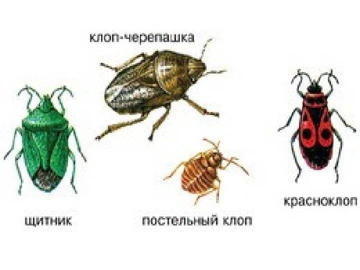 Сайт санэпидемстанции. Истребление насекомых. Противоклещевая обработка. Клопы,муравьи, насекомые ROS-DEZ
