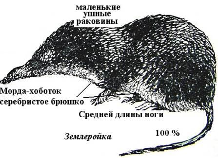 Оказываем услуги дезинсекции. Уничтожения клопов. Дезинсекция. Санитарная обработка помещений ROS-DEZ Сотрудники санэпидемстанции. Уничтожить насекомых. Дератизация. Клопы, тараканы. ROS-DEZ