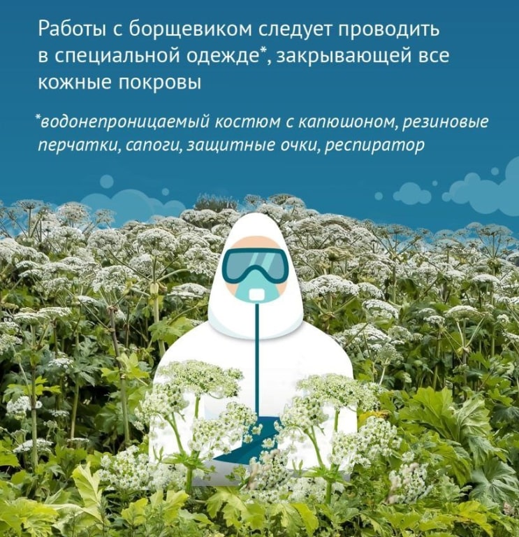 Покос борщевика - Обработка борщевика Московская область - Уничтожение борщевика в Московской области