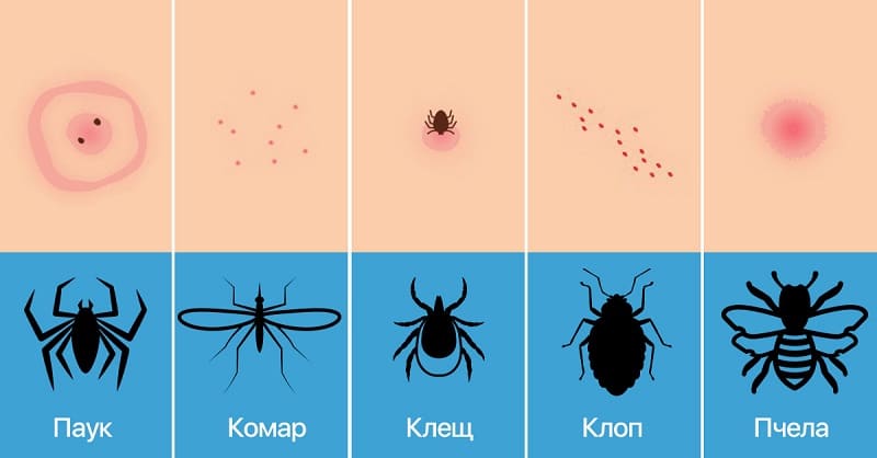 Уничтожение насекомых. Услугу дезинсекции. Дератизация. Клопы, тараканы. ROS-DEZ Сайт санэпидемстанции. Уничтожения грызунов. Акарицидная обработка. Клопы, тараканы. ROS-DEZ